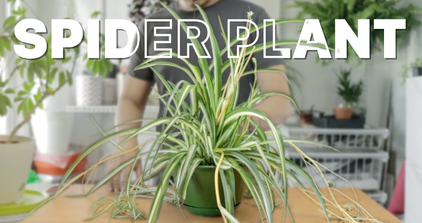 How to Replant a Spider Plant Step by Step Guide for Thriving Houseplants