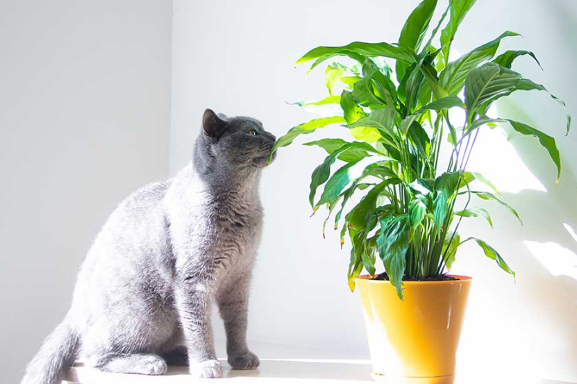 Is Peace Lily Poisonous to Cats Symptoms Treatment Safe Alternatives