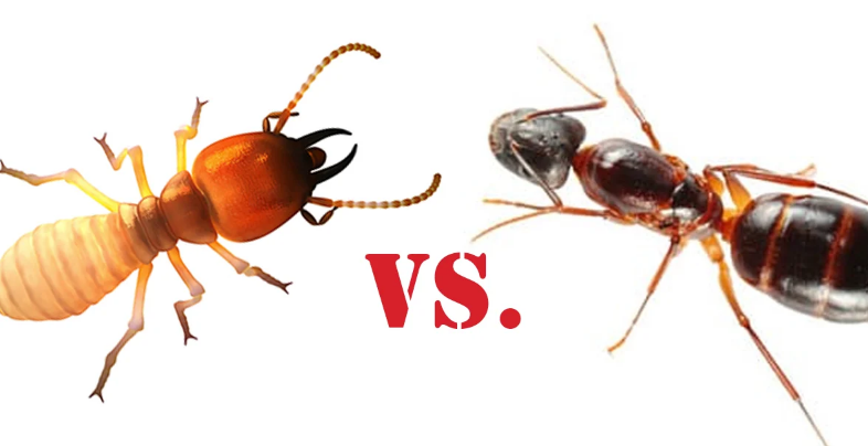 Red Ants vs Carpenter Ants Key Differences Identification and Control Methods